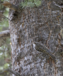 Brown Creeper 2133